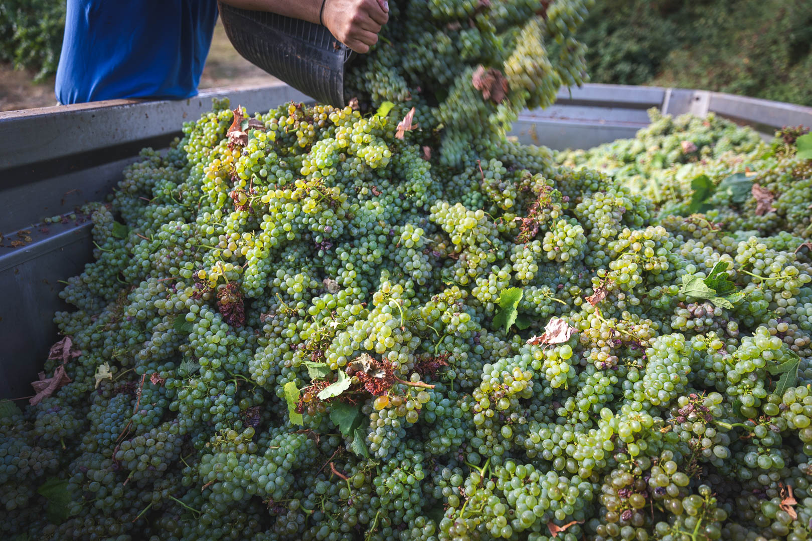 Bodegas Emilio Moro celebra una vendimia excepcional en 2024: Ribera del Duero y El Bierzo brillan con cosechas de una calidad inigualable